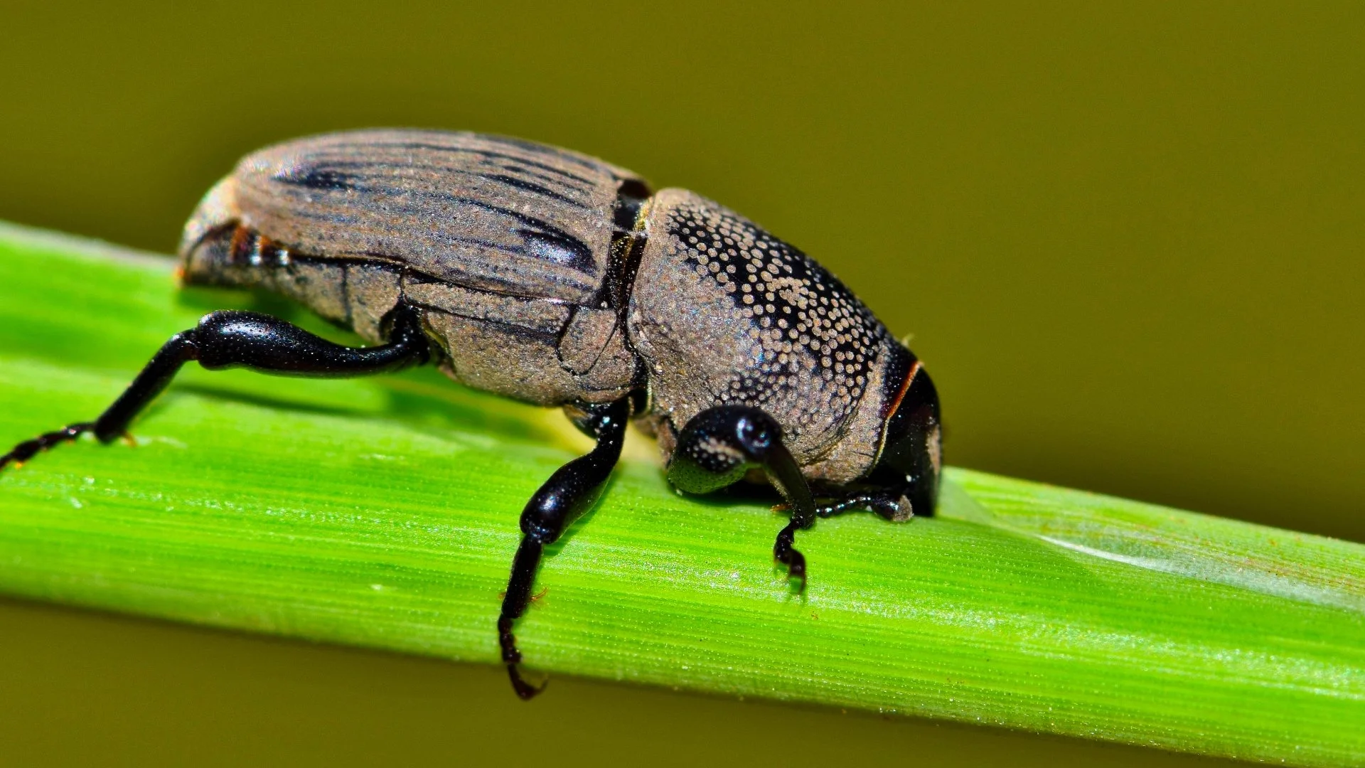 Protect Your Lawn From Hunting Billbugs With Preventative Treatments