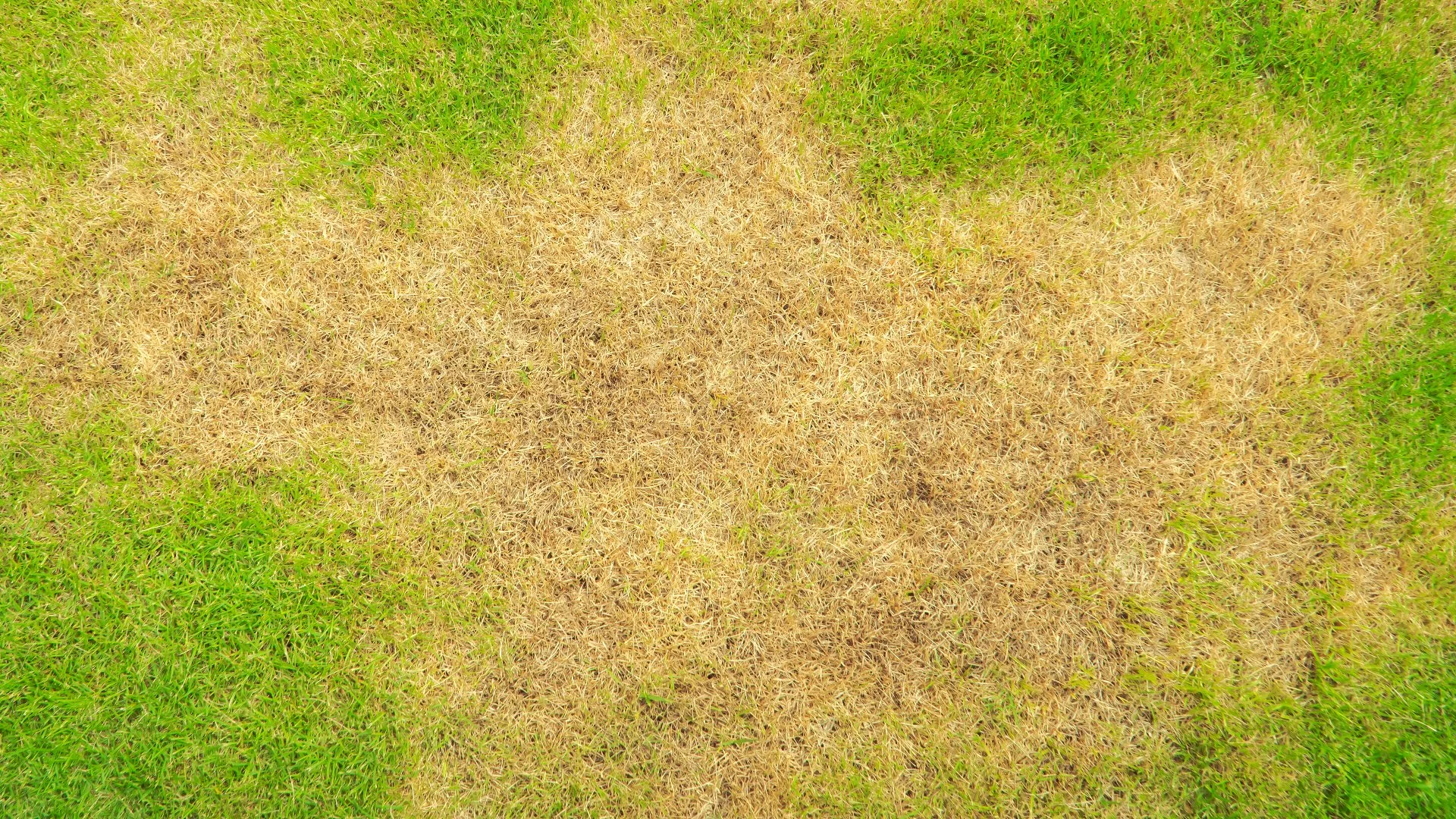 Watch Out for Brown Patch - A Common Lawn Disease Found in Tennessee