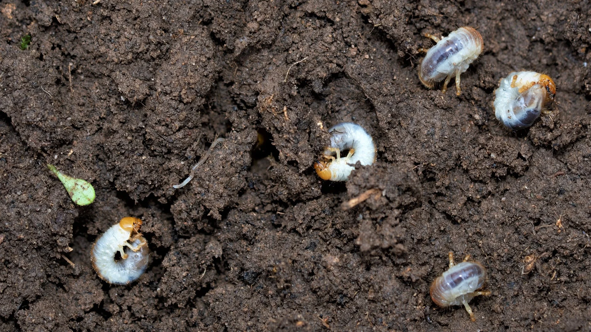 Signs That Indicate Your Lawn Is Likely Infested With Grubs