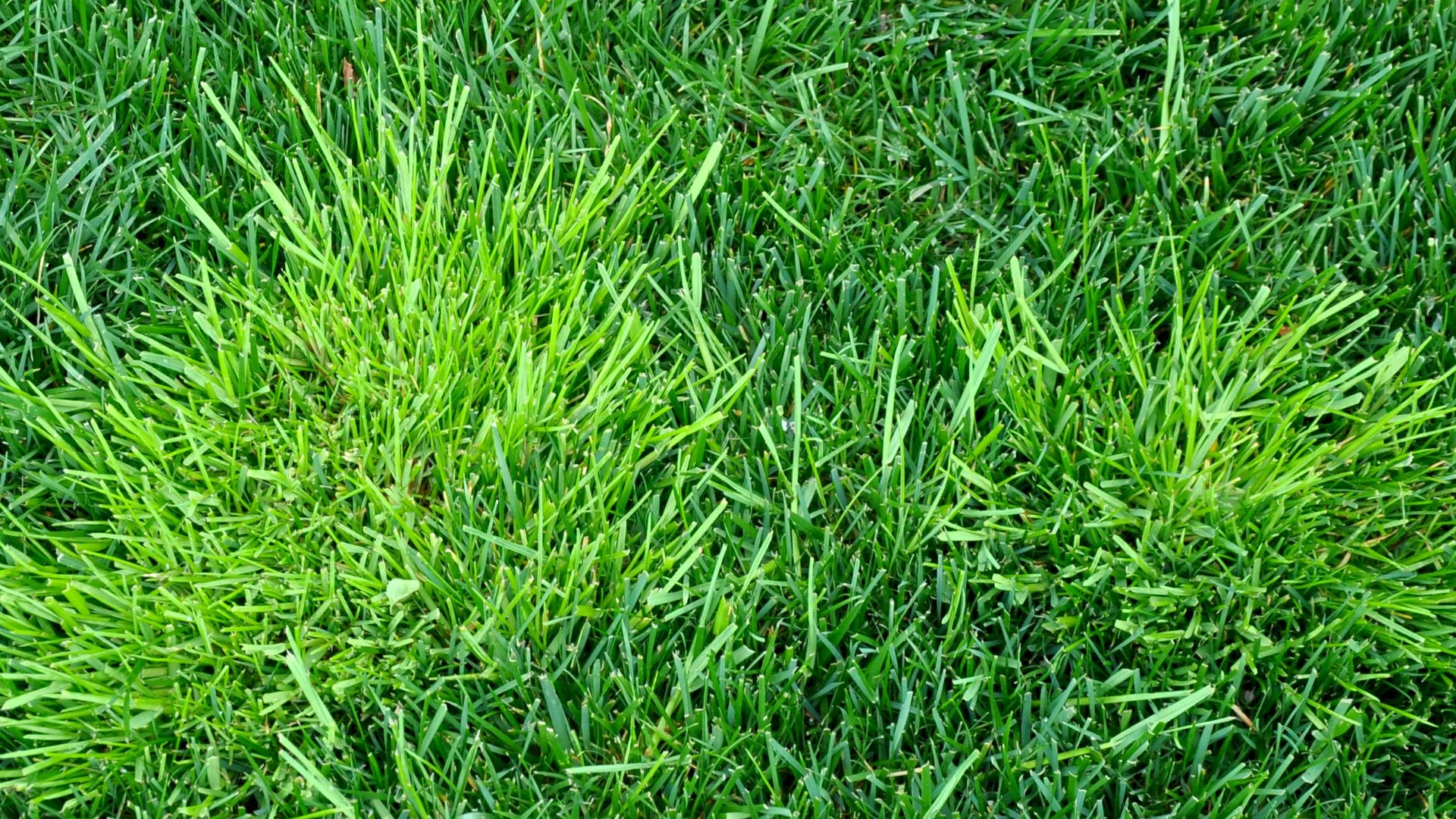Using Pre- & Post-Emergent Weed Control Is the Recipe for a Weed-Free Lawn