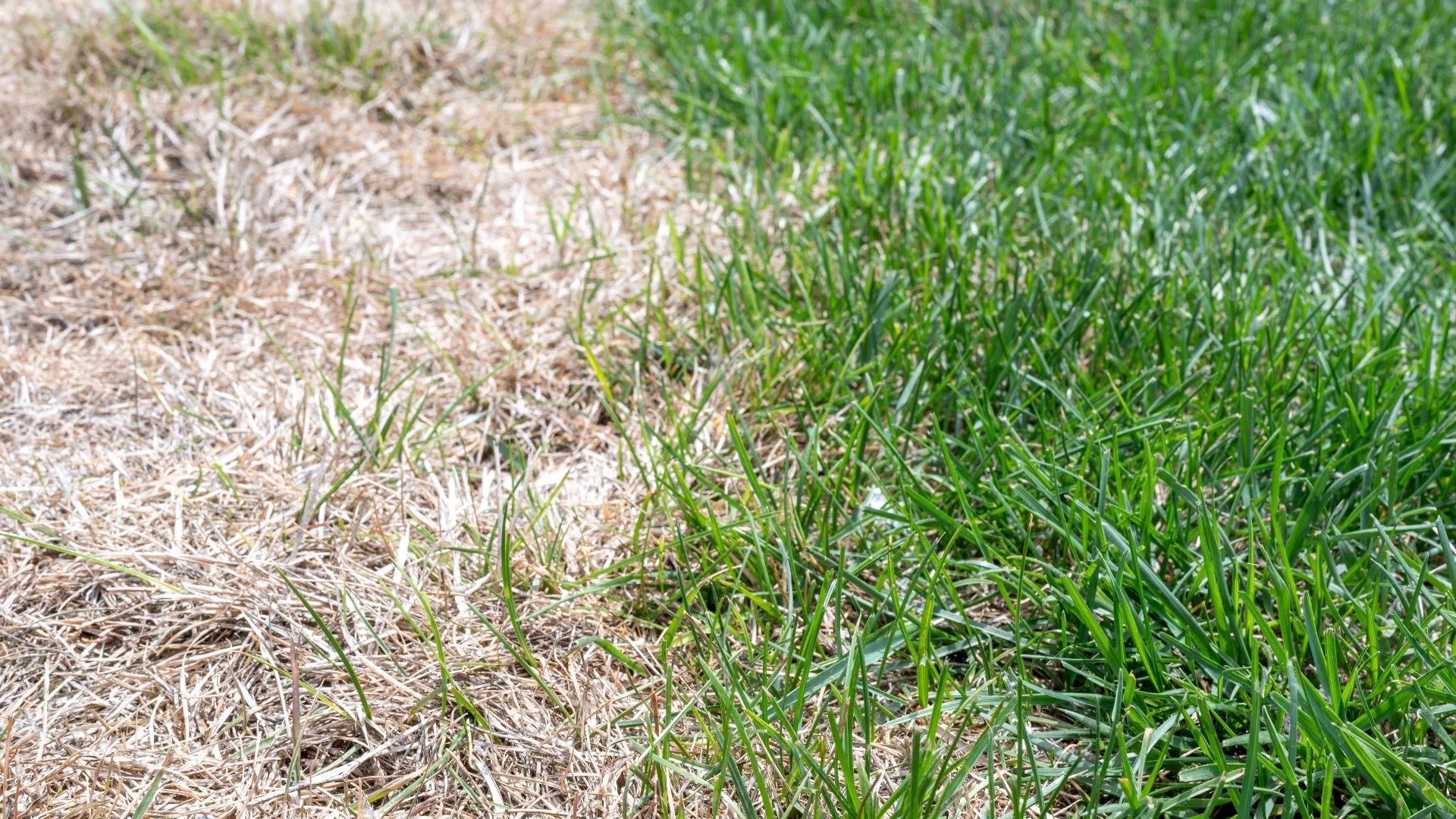 Things That Could Be Responsible for Your Brown Lawn