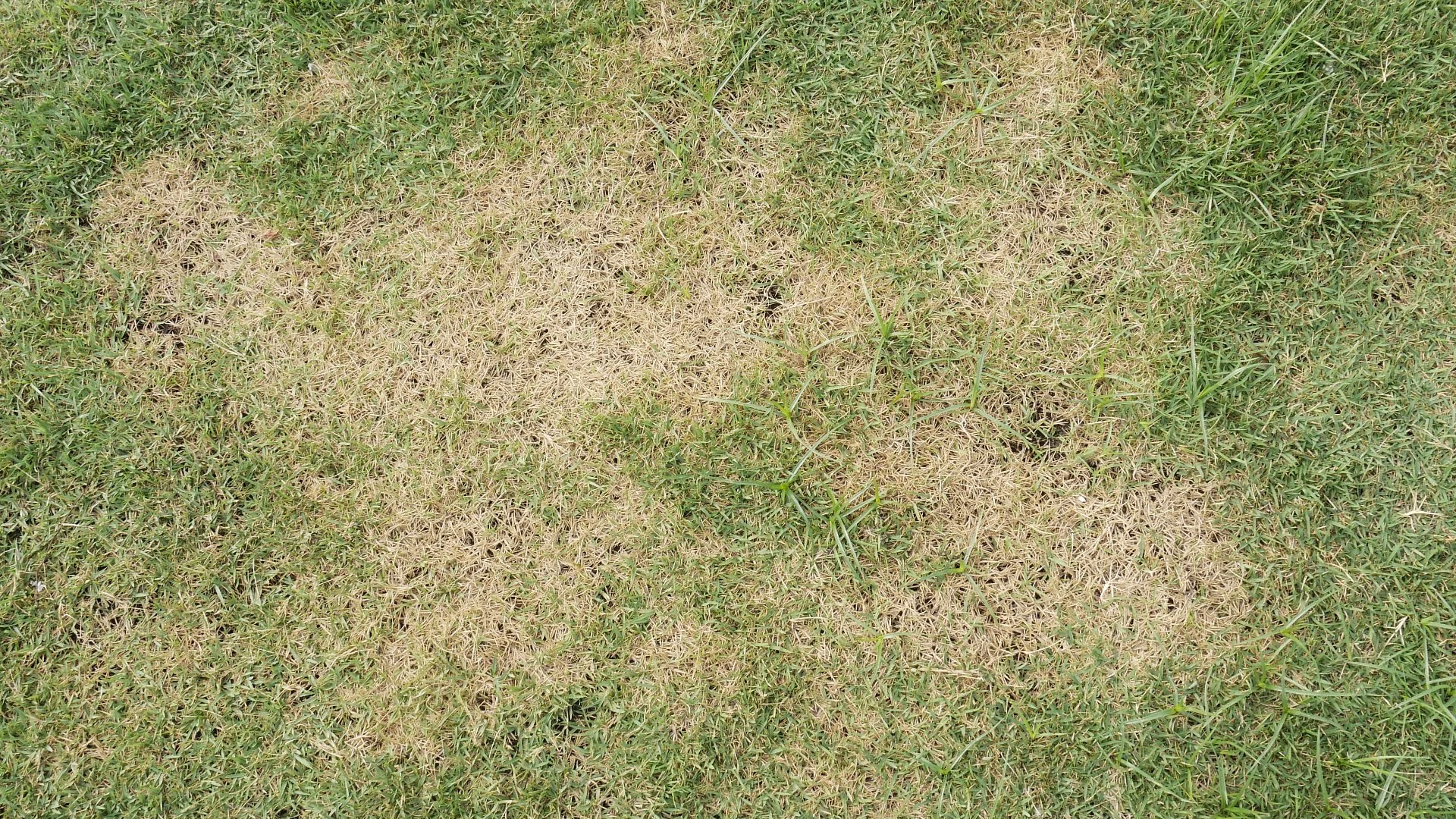 Zoysia Patch - Protect Your Turf From This Lawn Disease