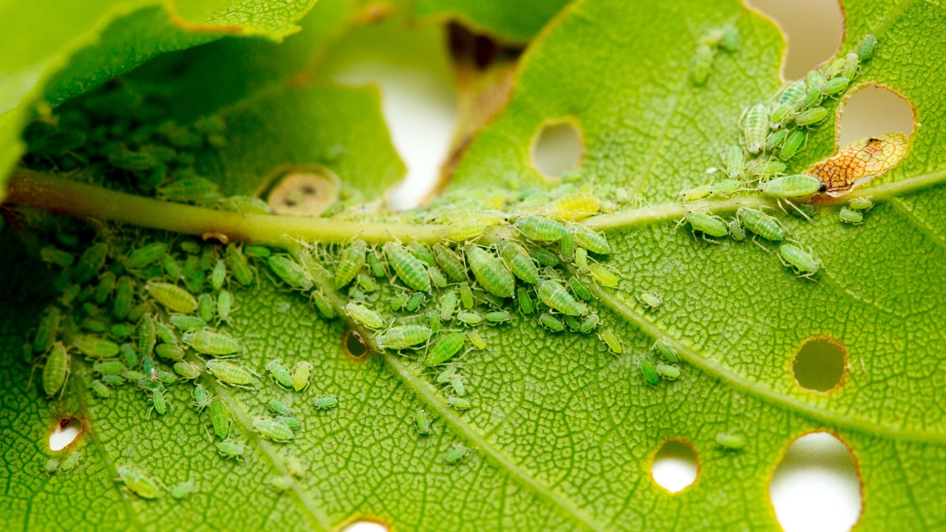 What Are Aphids & How Do You Deal with These Plant Insects?