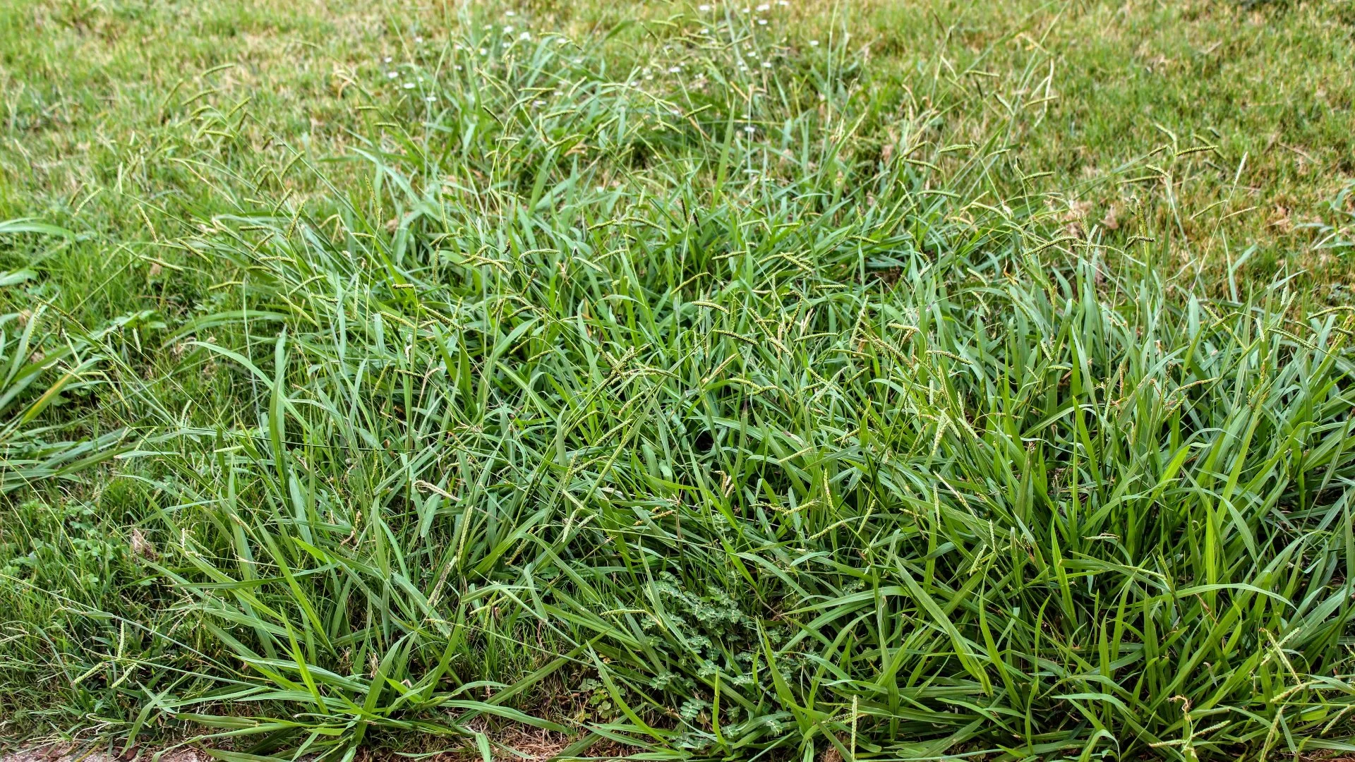 What’s the Difference Between Grassy Weeds & Broadleaf Weeds?