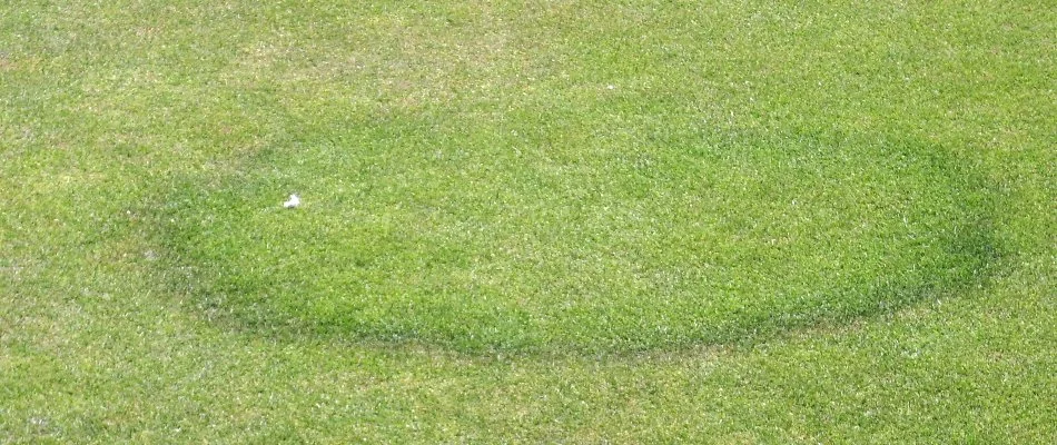 A lawn in Memphis, TN, suffering from fairy ring.