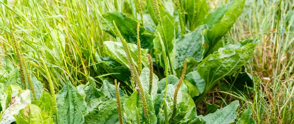 Broadleaf weeds in a lawn in Memphis, TN, before weed control treatments.