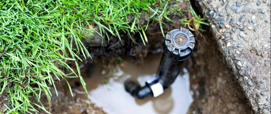 A broken sprinkler head in Memphis, TN, with a puddle of water around it.