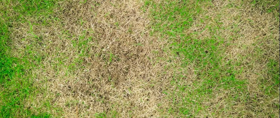 Brown patches of grass from a lawn disease in Memphis, TN.