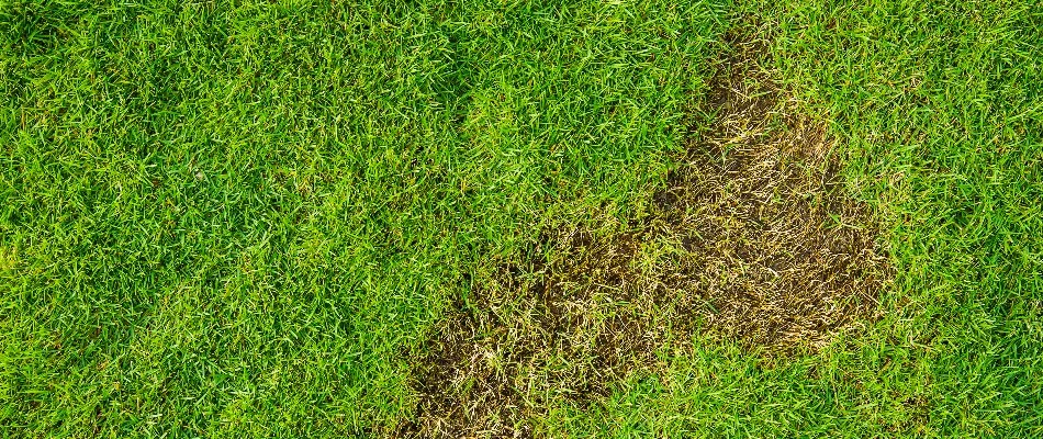 Brown patch on a lawn in Memphis, TN caused by grubs.