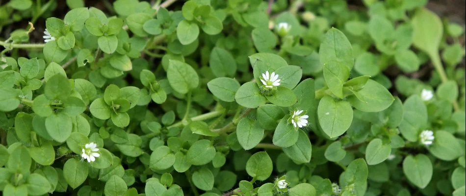 Patch of chickweed on a lawn in Memphis, TN, with white blooms.