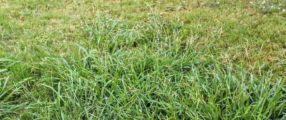 A lawn in Memphis, TN, filled with weeds.