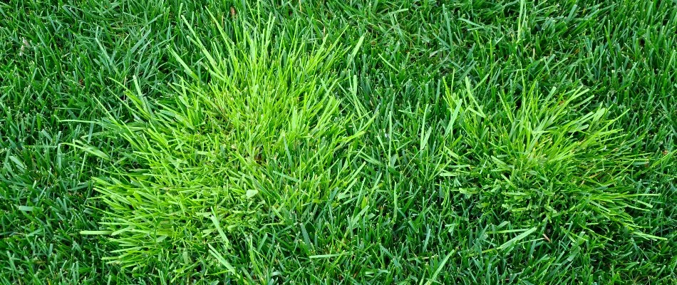 A lawn in Memphis, TN, with two weed patches.