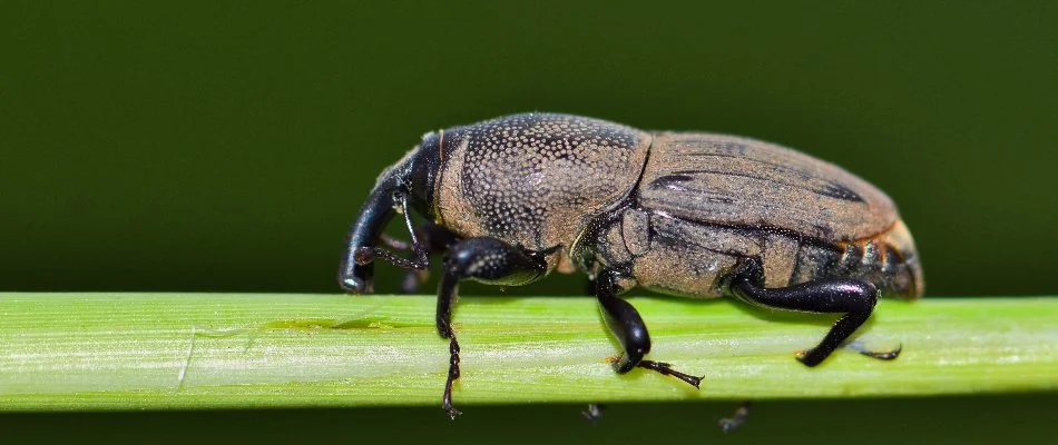 A hunting billbug on a green stem in Memphis, TN.