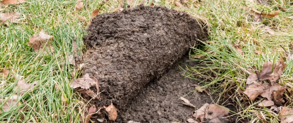 An uprooted patch of grass infested by grubs in Memphis, TN.