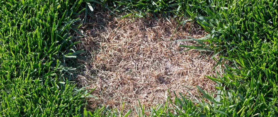 A lawn in Memphis, TN, affected by dollar spot. 