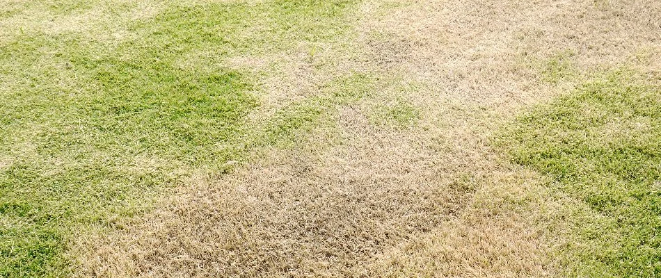 A lawn disease infecting a lawn in Memphis, TN.