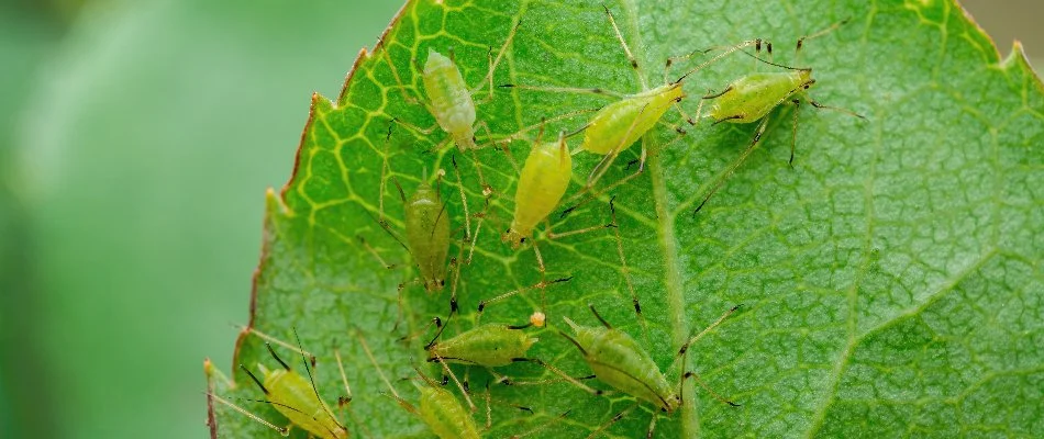 Plant leaf with green aphids in Memphis, TN.