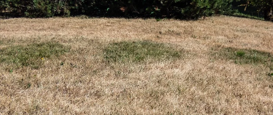 Dehydrated lawn at a home in Memphis, TN.