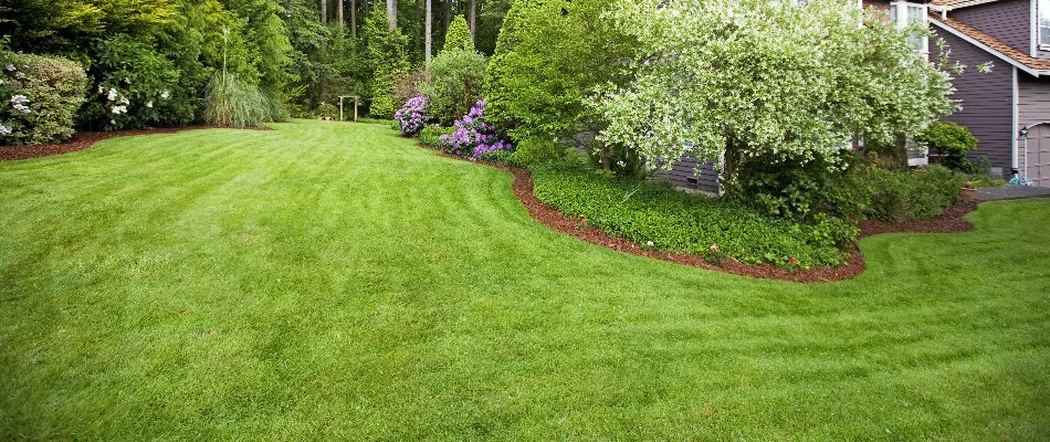 A weed-free lawn in Memphis, TN, with a landscape bed.