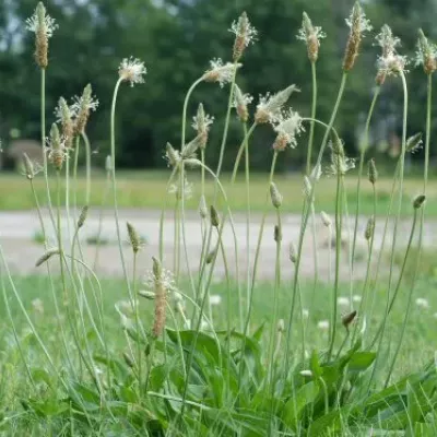 Weed Control Needed Early to Beat Weeds - Virginia Green