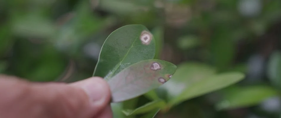 Leaf spot disease on a plant leaf in Memphis, TN.