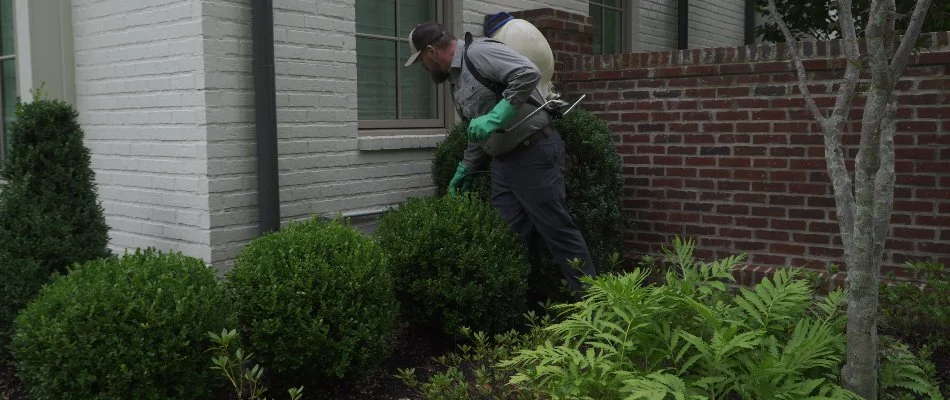 Worker applying weed control in a landscape bed in Memphis, TN.