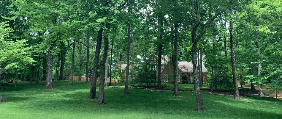 A scenic view of a wooded lot featuring lush greenery and mature trees, with a glimpse of a charming home nestled within the landscape, along a quiet street.