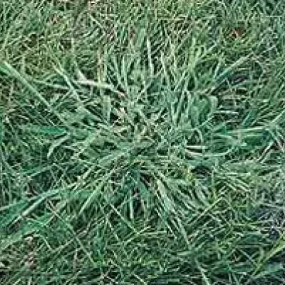 Weed Control Needed Early to Beat Weeds - Virginia Green